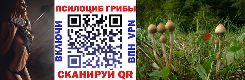 Галлюциногенные грибы Cubensis  kraken сайт  Закаменск 